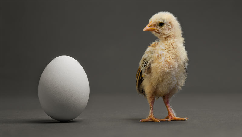 El huevo o la gallina, ¿qué fue primero?